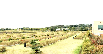 파일:솔뫼공설묘지 전경.jpg