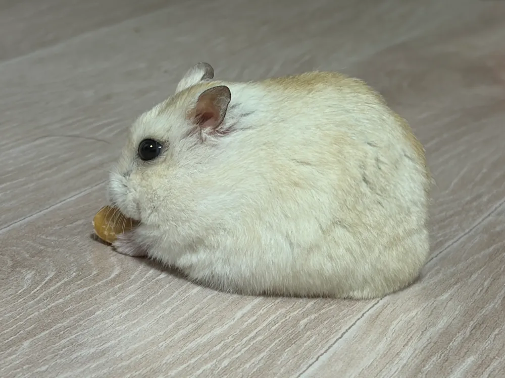 파일:햄찌.jpg