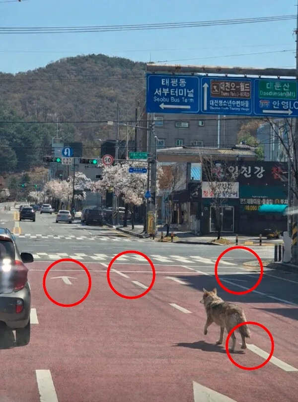 파일:대전 오월드 늑대 탈출 사건 AI 합성 사진 논란.jpg